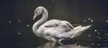 ローエングリン