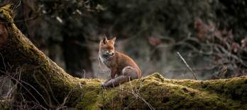 利口な女狐の物語