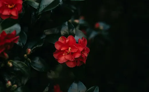 La Traviata