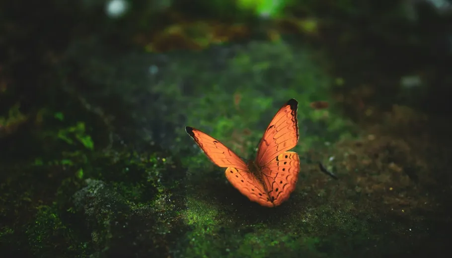 Madama Butterfly